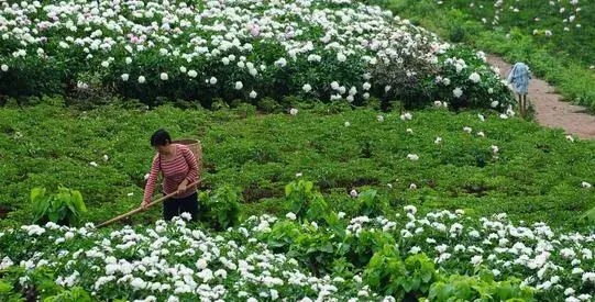 2017种白芍赚钱吗？2017种白芍前景及市场价格行情分析