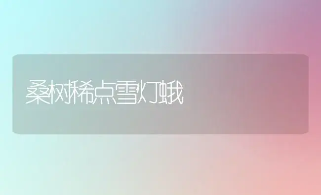 一品红温度、水及花期控制（一） | 植物知识