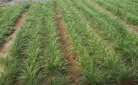 韭菜如何实现丰产？做好这些种植细节很关键！