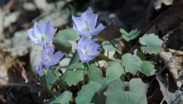 2018种黄连赚钱吗？黄连种植的利润与投资成本及前景预测