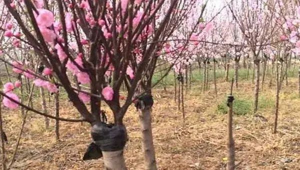 梅花嫁接方法 梅花繁殖方法