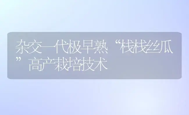 杂交一代极早熟“栈栈丝瓜”高产栽培技术 | 植物科普