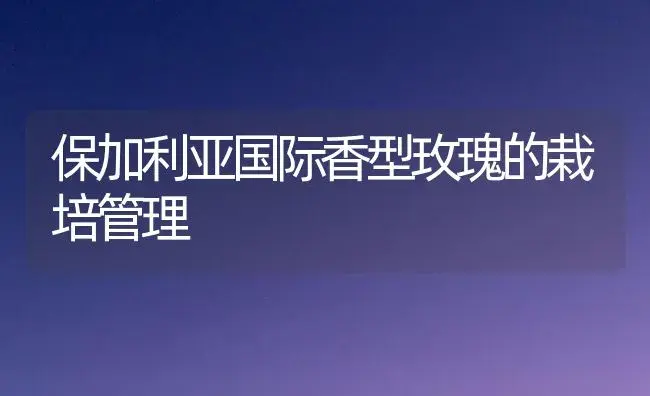 保加利亚国际香型玫瑰的栽培管理 | 植物科普