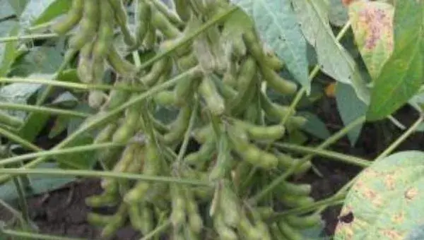 黄豆种植时间和技术，不同品种种植时间不同