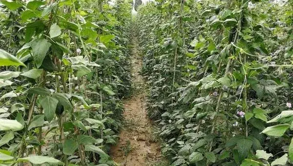 秋豆角什么时候种植 秋季大棚豆角种植技术