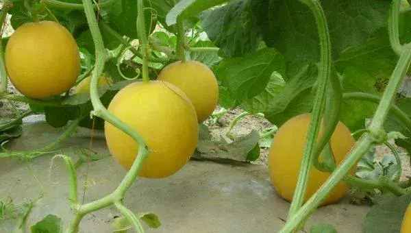 甜瓜种植时间和方法