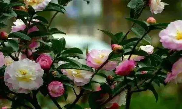 山茶花为何不能正常开花