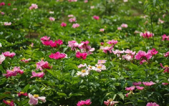 种植技术药材 种植药材的注意事项是什么？