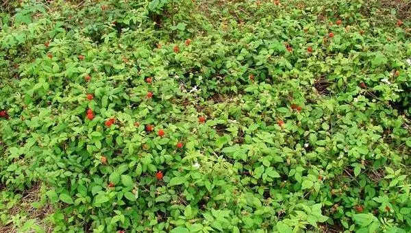 覆盘子怎么种 覆盘子种植方法与注意事项
