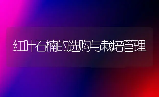 红叶石楠的选购与栽培管理 | 植物知识