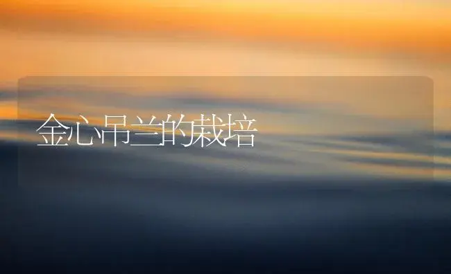 金心吊兰的栽培 | 植物知识