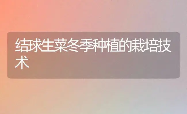 结球生菜冬季种植的栽培技术 | 植物百科
