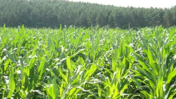 2018种玉米赚钱吗？玉米种植的利润与投资成本及前景预测