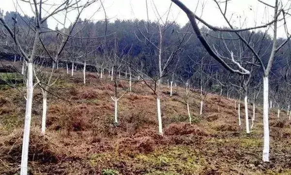 冬季核桃树管理技术