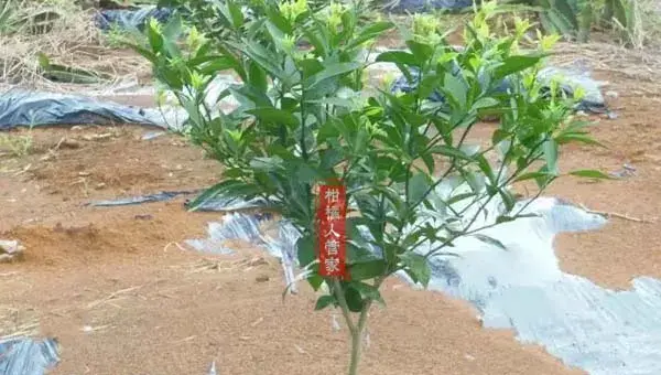 12个月沃柑种植技术与管理方法全集