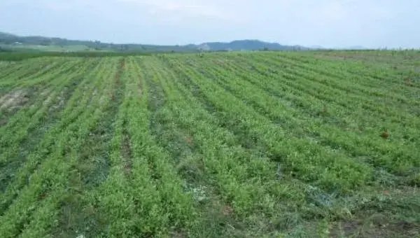 桔梗如何种植  桔梗科学种植技术