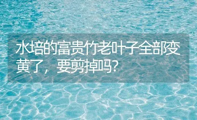 水培的富贵竹老叶子全部变黄了，要剪掉吗？ | 植物问答