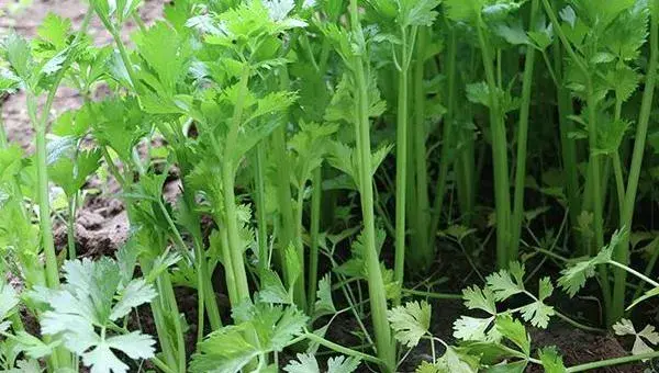 小香芹种植方法和时间，春夏秋季都可种植