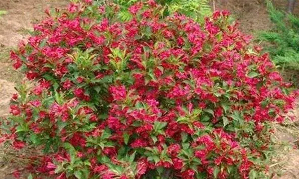 锦带花的养殖方法和注意事项