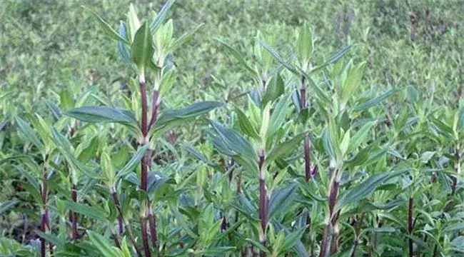 龙胆草种植注意事项