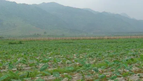 2018种芋头赚钱吗？芋头种植的利润与投资成本及前景预测