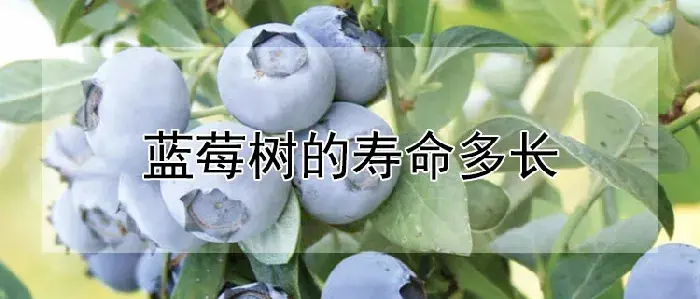 蓝莓树的寿命多长