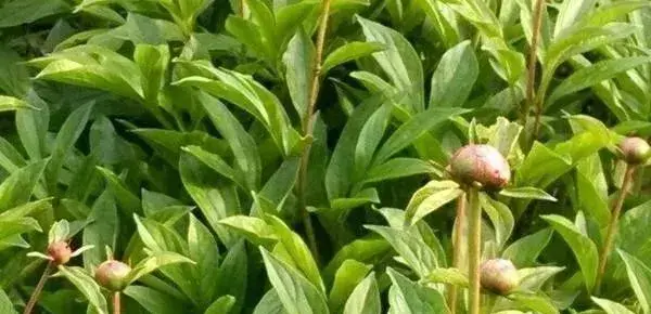 白芍栽培技巧 白芍种植的技术是什么