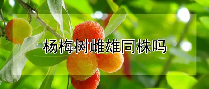 杨梅树雌雄同株吗