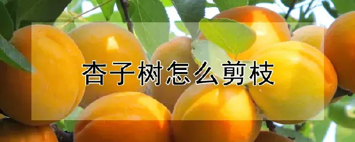 杏子树怎么剪枝