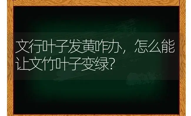 文行叶子发黄咋办，怎么能让文竹叶子变绿？ | 植物问答