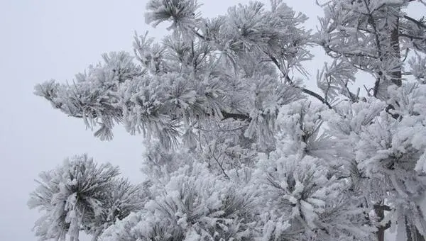 雪松怎么种 雪松种植方法与注意事项