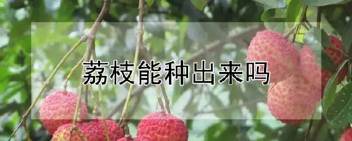 荔枝能种出来吗