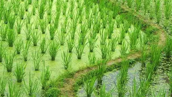 2018种茭白赚钱吗？茭白种植的利润与投资成本及前景预测