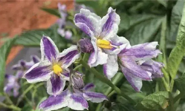 人参果的开花期管理
