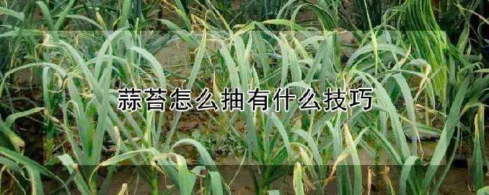 蒜苔怎么抽有什么技巧