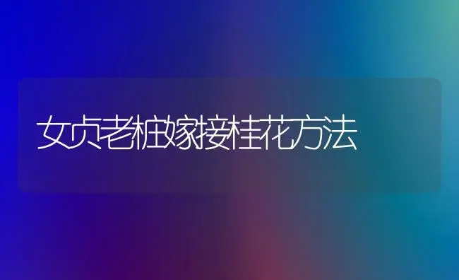 女贞老桩嫁接桂花方法 | 植物知识