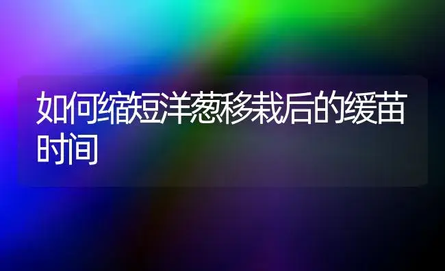 如何缩短洋葱移栽后的缓苗时间 | 植物百科