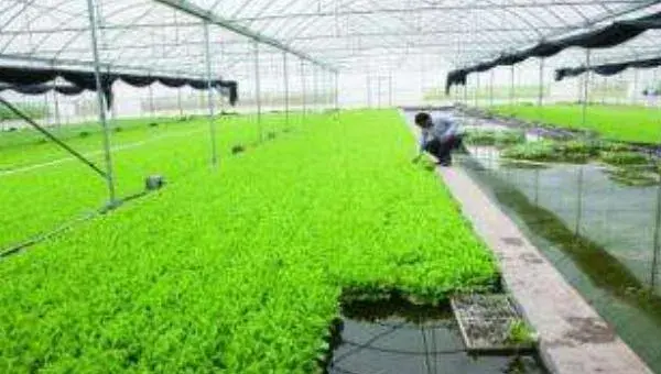 茭白无土栽培技术