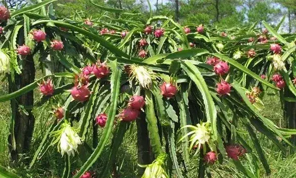 夏季火龙果落花落果怎么办？预防措施介绍下