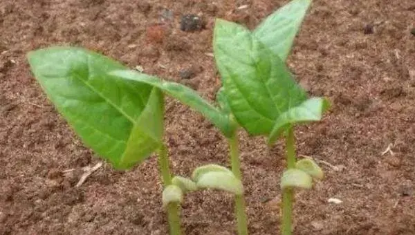 长豆种植时间和方法