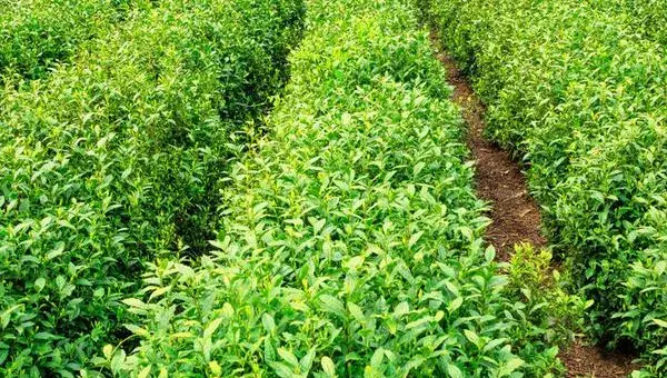 2018种茶树赚钱吗？茶树种植的利润与投资成本及前景预测