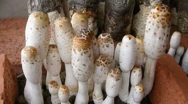 鸡腿菇出菇快高产高质注意事项