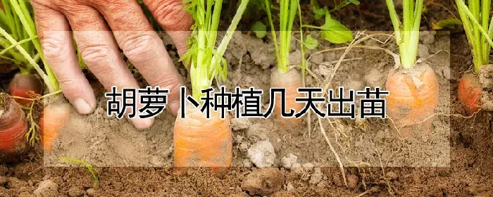 胡萝卜种植几天出苗