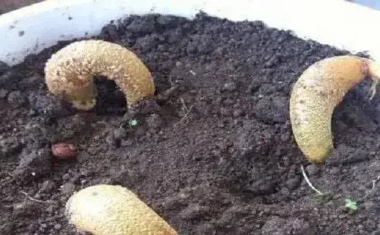 榴莲籽怎么种？榴莲籽的盆栽种植技巧介绍