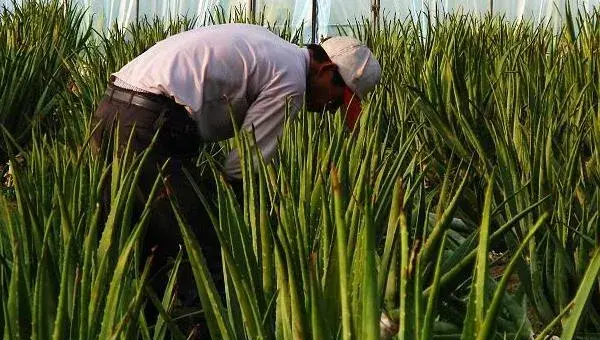 芦荟种植方法 芦荟多久浇一次水