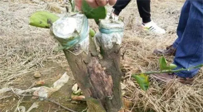 柑桔的嫁接时间和方法