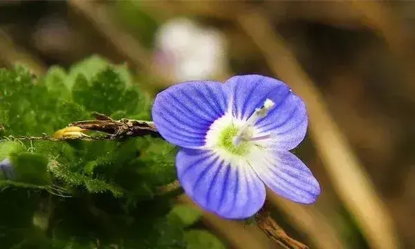 婆婆纳的种植方法