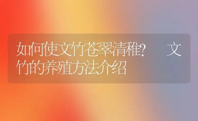 如何使文竹苍翠清稚? 文竹的养殖方法介绍 | 植物科普