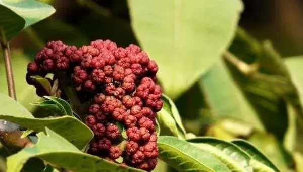 吴茱萸亩产量是多少 吴茱萸种植效益好吗