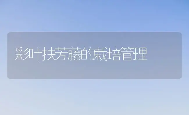 彩叶扶芳藤的栽培管理 | 植物科普